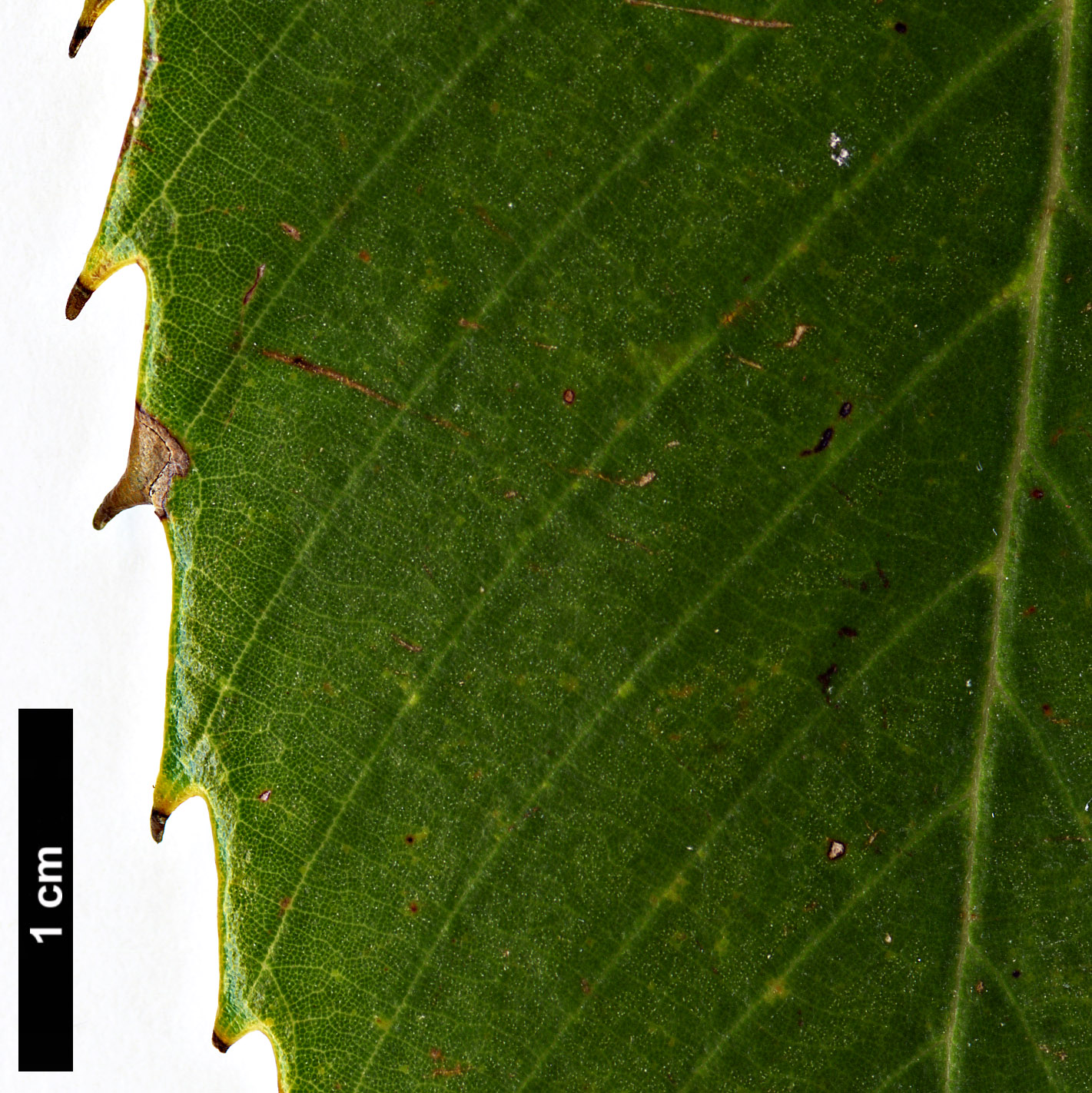 High resolution image: Family: Fagaceae - Genus: Quercus - Taxon: chrysocalyx 